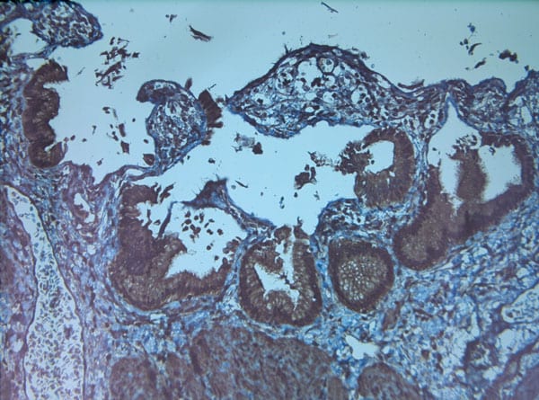 FGF2 Antibody in Immunohistochemistry (Paraffin) (IHC (P))