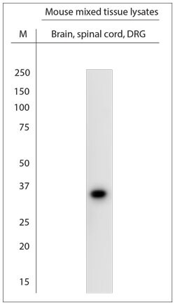 Synaptophysin Antibody in Western Blot (WB)