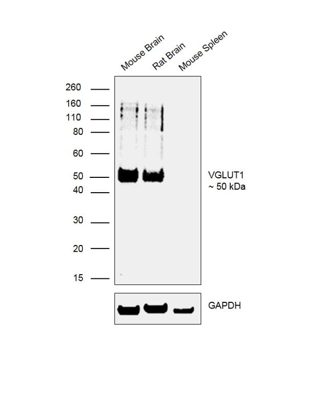 VGLUT1 Antibody in Western Blot (WB)