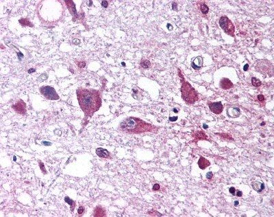 Orexin A Antibody in Immunohistochemistry (Paraffin) (IHC (P))