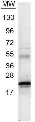 IL-6 Antibody in Western Blot (WB)