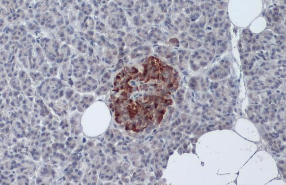 Insulin Antibody in Immunohistochemistry (Paraffin) (IHC (P))