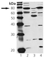 cGKI Antibody in Western Blot (WB)