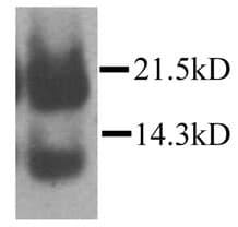 CCL21 Antibody in Western Blot (WB)