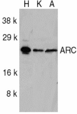 ARC Antibody in Western Blot (WB)