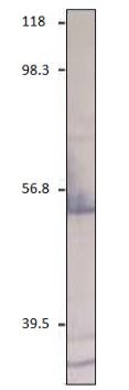 CXCR2 Antibody in Western Blot (WB)