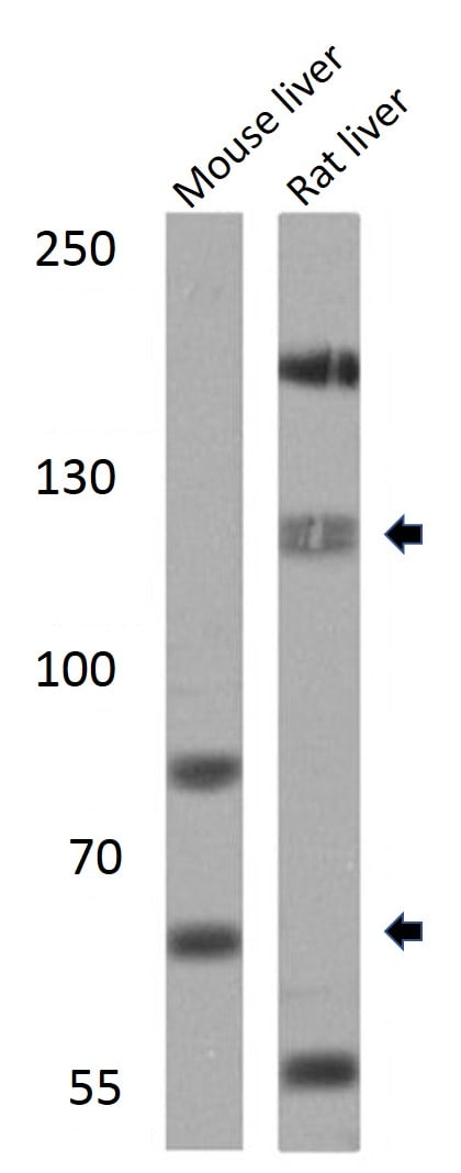SREBP1 Antibody in Western Blot (WB)