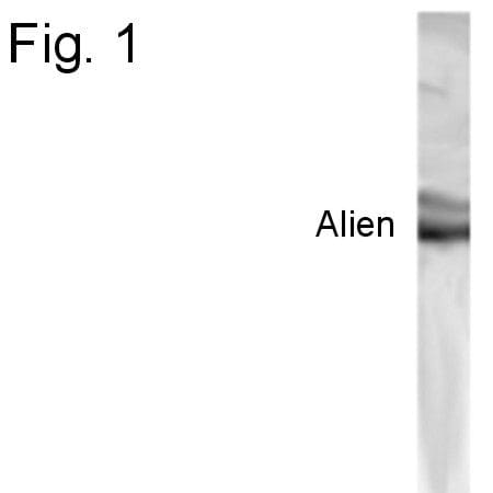 TRIP15 Antibody in Western Blot (WB)