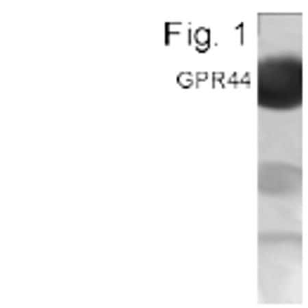 CRTH2 Antibody in Western Blot (WB)