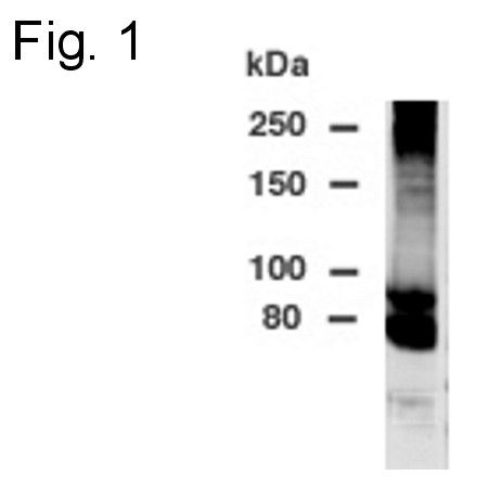 DPP10 Antibody in Western Blot (WB)