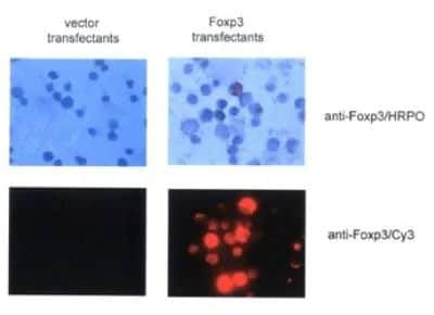 FOXP3 Antibody in Immunocytochemistry (ICC/IF)
