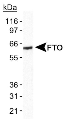 FTO Antibody in Western Blot (WB)