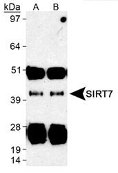 SIRT7 Antibody in Immunoprecipitation (IP)