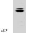 CNGB1 Antibody in Western Blot (WB)