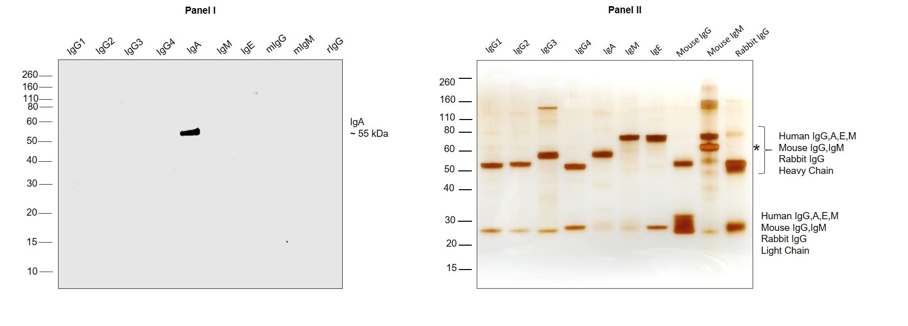 Human IgA Secondary Antibody