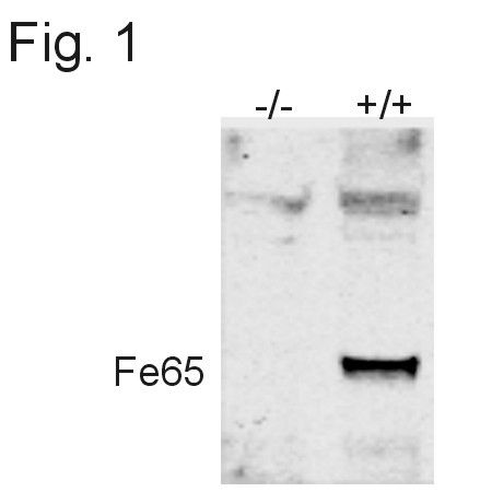 Fe65 Antibody in Western Blot (WB)