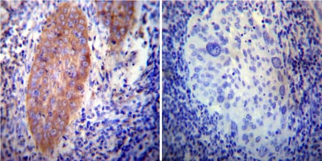 VAMP4 Antibody in Immunohistochemistry (Paraffin) (IHC (P))