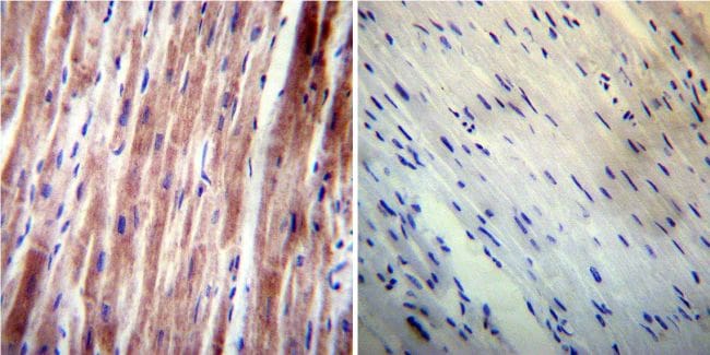 VAMP4 Antibody in Immunohistochemistry (Paraffin) (IHC (P))