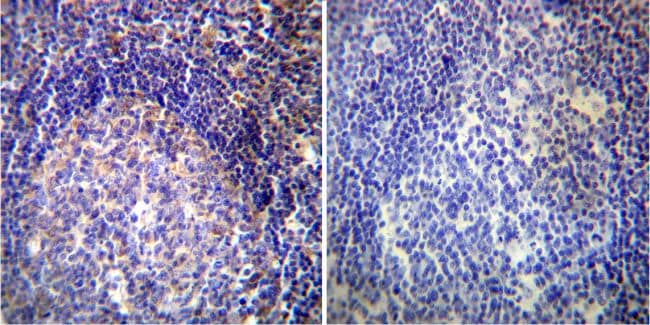 VAMP4 Antibody in Immunohistochemistry (Paraffin) (IHC (P))