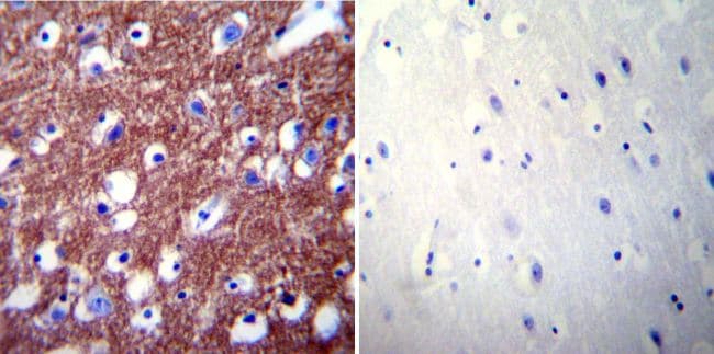 PMCA2 ATPase Antibody in Immunohistochemistry (Paraffin) (IHC (P))