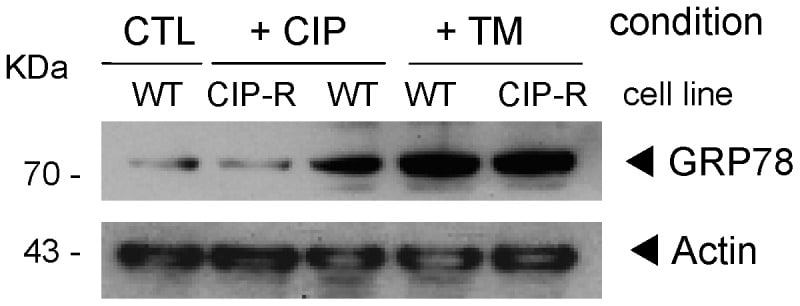 GRP78 Antibody in Western Blot (WB)