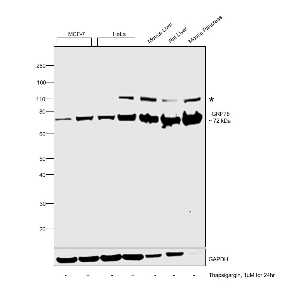 GRP78 Antibody in Western Blot (WB)