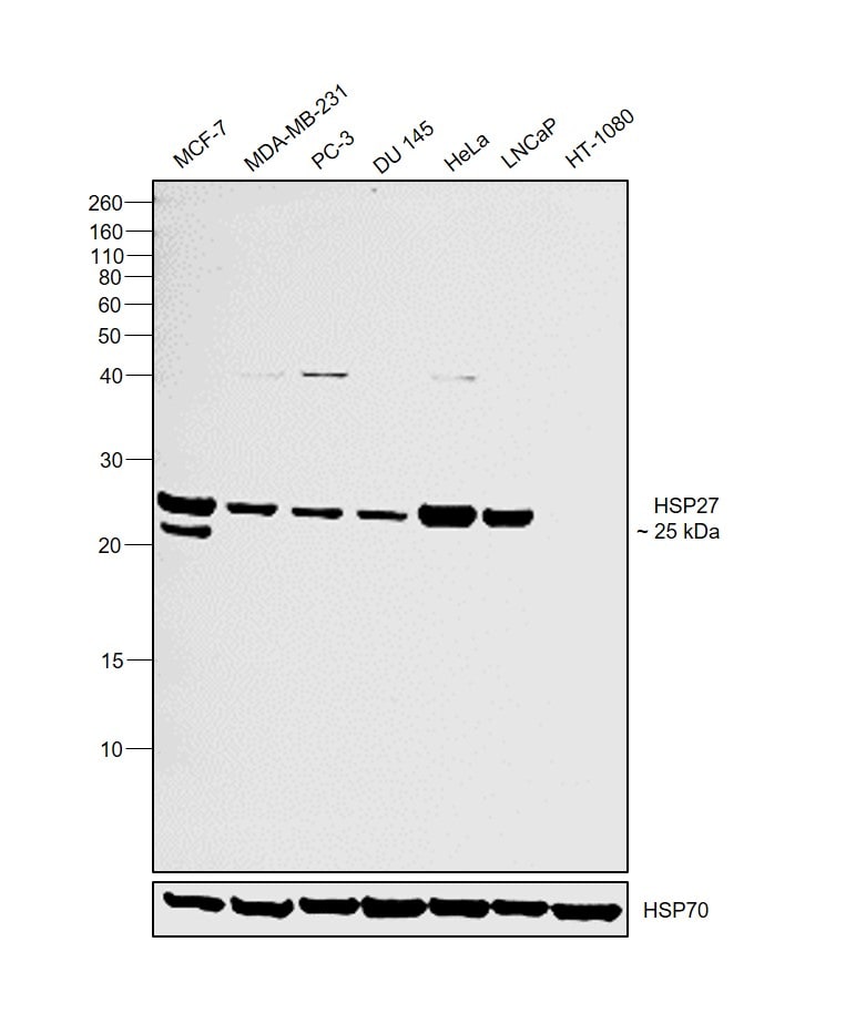 HSP27 Antibody