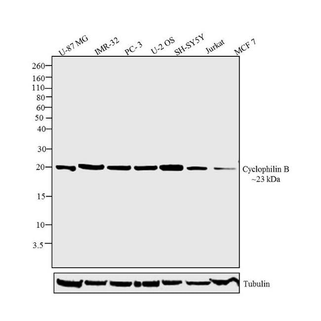 Cyclophilin B Antibody (PA1-027A)