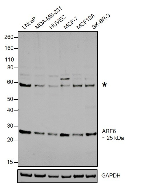 ARF6 Antibody in Western Blot (WB)