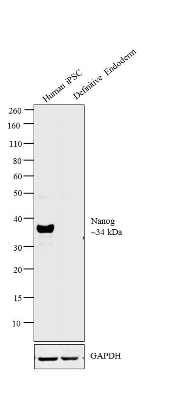 Nanog Antibody