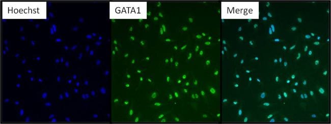 GATA1 Antibody in Immunocytochemistry (ICC/IF)