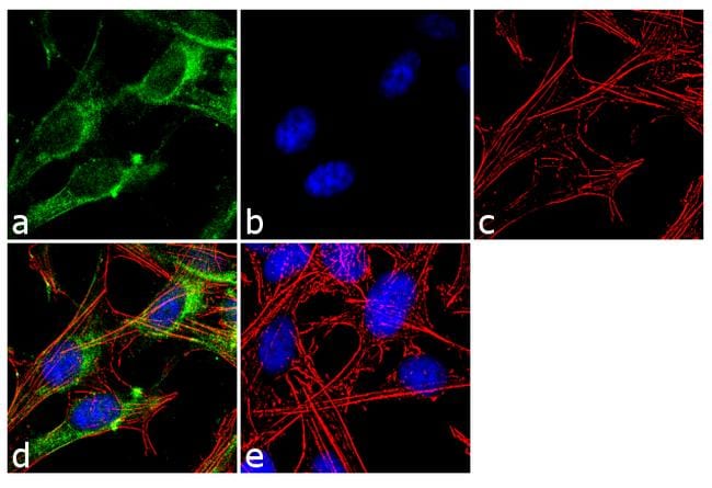 Syntaxin 1 Antibody Pa1 1042