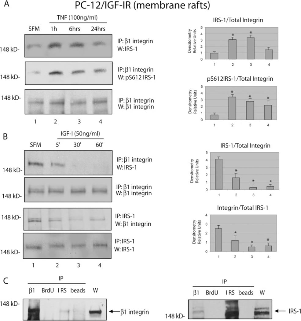 IRS1 Antibody in Western Blot (WB)