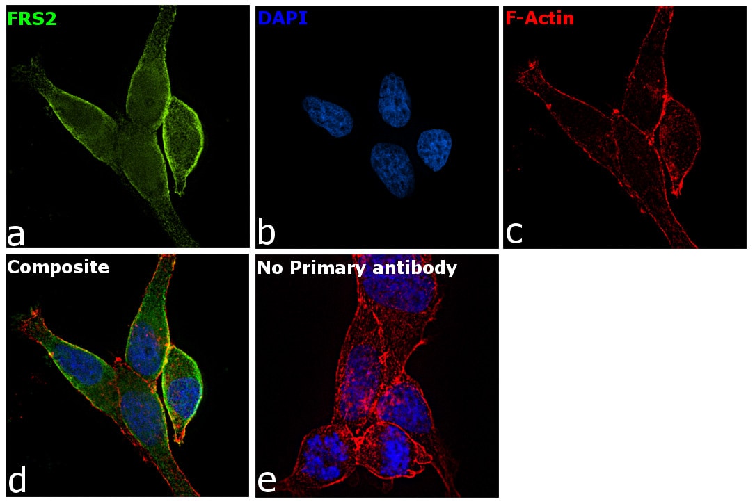 FRS2 Antibody in Immunocytochemistry (ICC/IF)