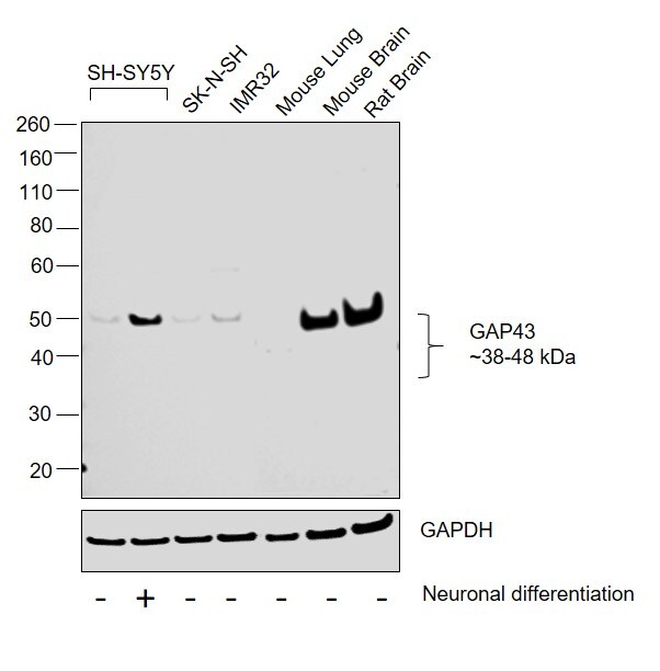 GAP43 Antibody