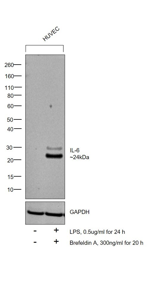 IL-6 Antibody in Western Blot (WB)