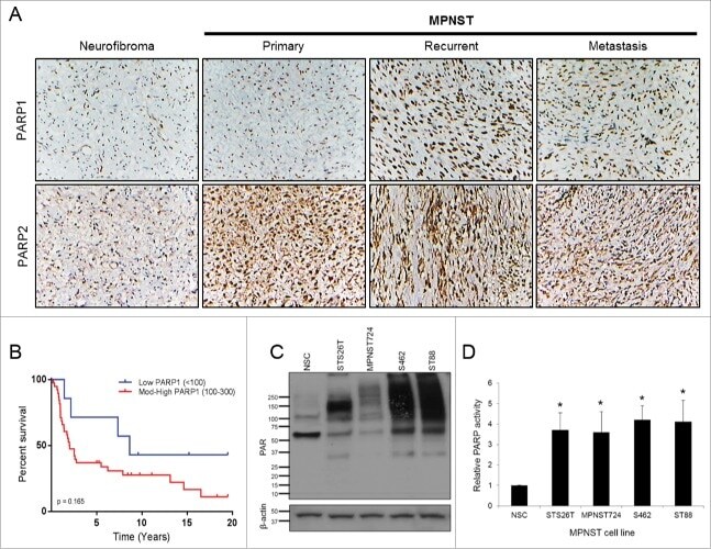 PARP2 Antibody in Immunohistochemistry (IHC)