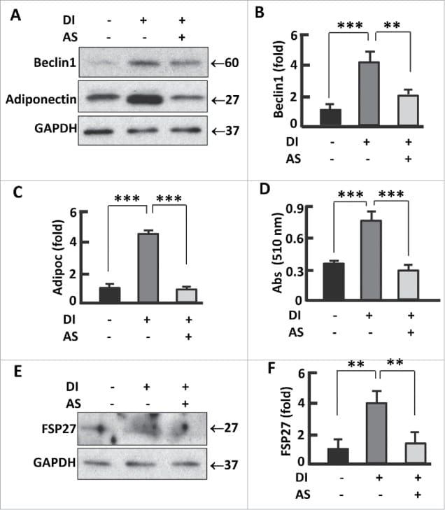 CIDEC Antibody in Western Blot (WB)