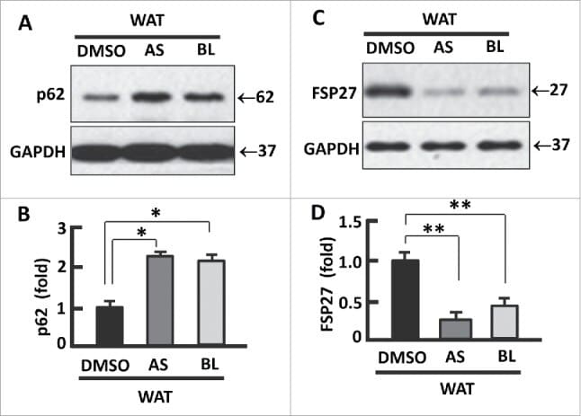 CIDEC Antibody in Western Blot (WB)