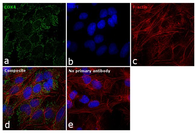 COX4 Antibody (PA1-46154)