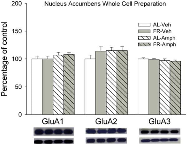 GluR2 Antibody in Western Blot (WB)