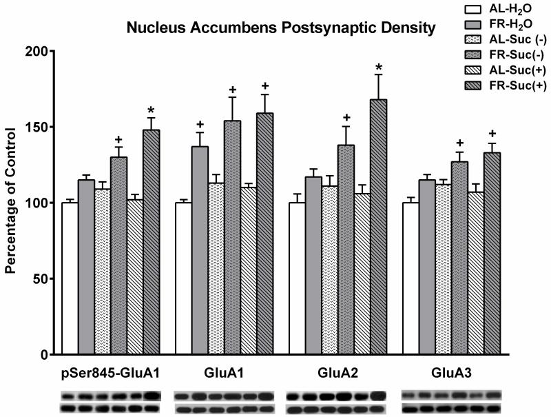 GluR2 Antibody