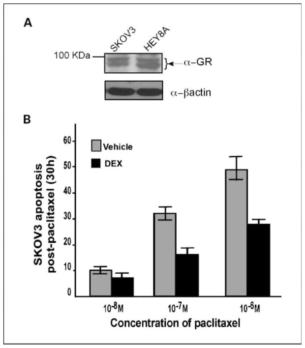 Glucocorticoid Receptor Antibody in Western Blot (WB)