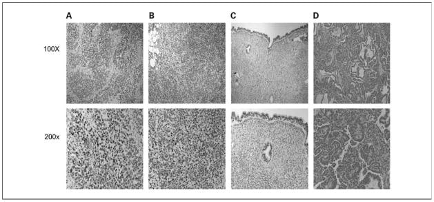 Glucocorticoid Receptor Antibody in Immunohistochemistry (IHC)