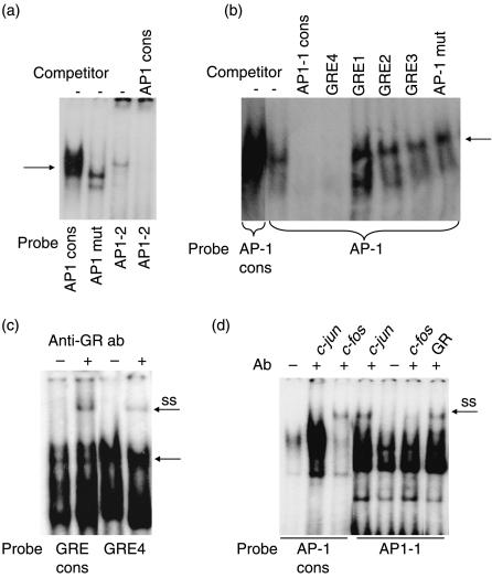 Glucocorticoid Receptor Antibody in Gel Shift (GS)