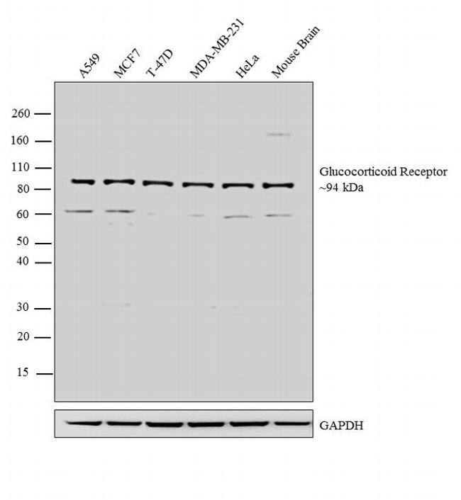 Glucocorticoid Receptor Antibody in Western Blot (WB)