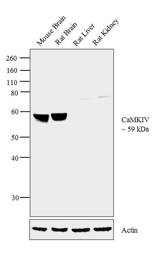 CaMKIV Antibody