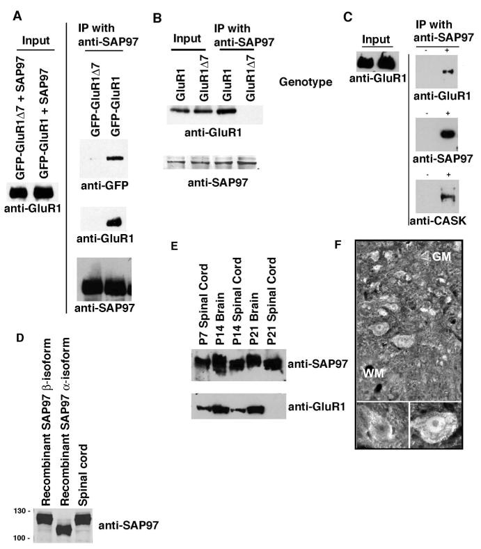 SAP97 Antibody in Western Blot, Immunohistochemistry, Immunoprecipitation (WB, IHC, IP)