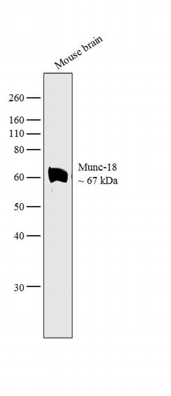 MUNC18 Antibody in Western Blot (WB)