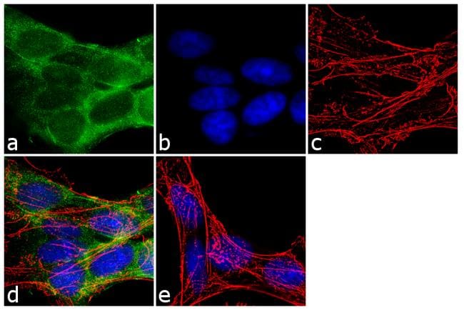 Fe65 Antibody in Immunocytochemistry (ICC/IF)